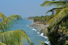 tropical palm trees, india