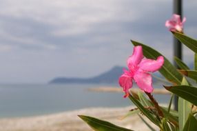 pink flower of a decorative plant on the beach