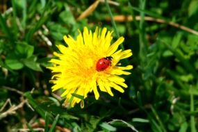 closeup picture of ladybug on a yellow dandelion flower in a grass