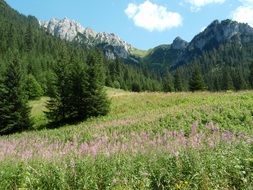 Landscape of bright flowering meadow in highlands