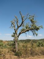 tree in drought in portugal