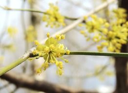 fruegling flower blossom