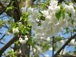 tree blossom nature awake