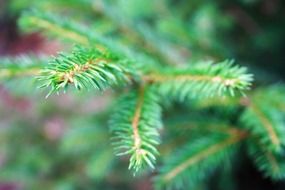 conifer evergreen tree