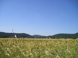 corn field in Palatinate, Germany