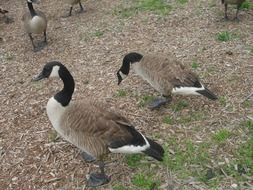 walking ducks in the meadow