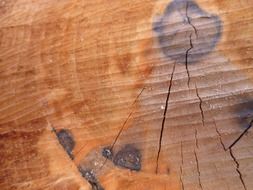 annual rings on a tree pruning close-up