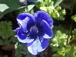 purple flower in spring garden