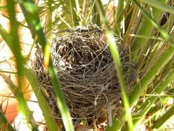 bird's nest in the grass