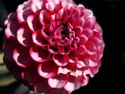 wonderful nice flower