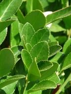 laurus nobilis or spice laurel