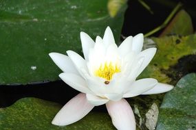 white lotus flower closeup