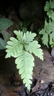 fern with light green leaves