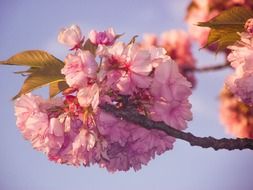fluffy pink buds on a tree in the garden
