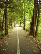 bike path in a green forest
