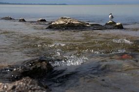 seagull at chiemsee lake, germany, Bavaria