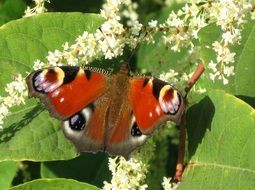 wild butterfly on the flowering bush