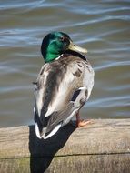 drake on the quay on a sunny day