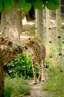 Cheetah in nature Park in Kenya, Africa