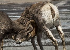 sheep in the fight