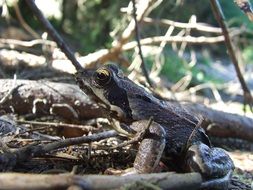 forest toad in dry foliage