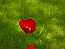 Poppy in the green garden