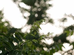 green tree branches on a background of highlights