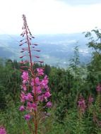 pink epilobium in the bavarian forest