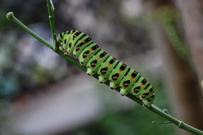 green caterpillar on the branch
