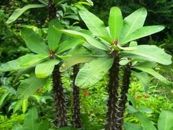 green ephorbia thorn plant closeup