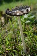 Black white fungus on the grass close-up on a blurred background