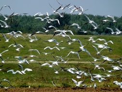 Lots of beautiful black and white seagulls flying above the field in nature