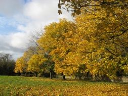 trees in fall foliage