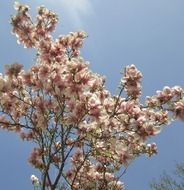 magnolia tree in summer