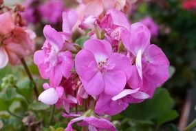 pink geranium close up