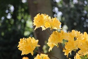 blooming yellow buds on the bush