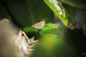 macro of a butterfly on a green leaf