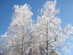 Beautiful frosted crowns of birch trees at blue sky