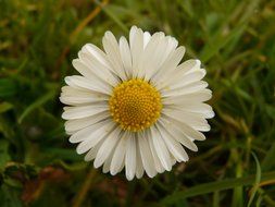 daisy among meadow close-up