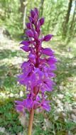 purple wild orchid closeup