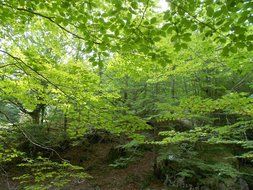 beeches at summer park