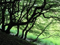 Landscape of the forest on a mountain, denmark, rold skov