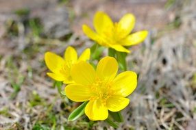Yellow winter linge flowers