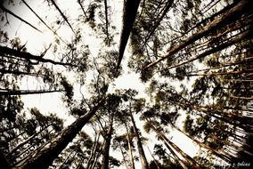 bottom view of the sky through the trees