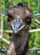 head of a wild bird with a large beak