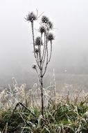 icy wildflower in winter