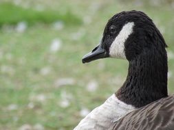 goose with black plumage