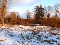 snow on meadow in front of forest at fall, usa, wisconsin