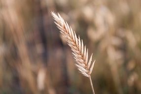 wheat grain field nature natural
