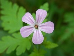 closeup photo of tiny meadow blossom
